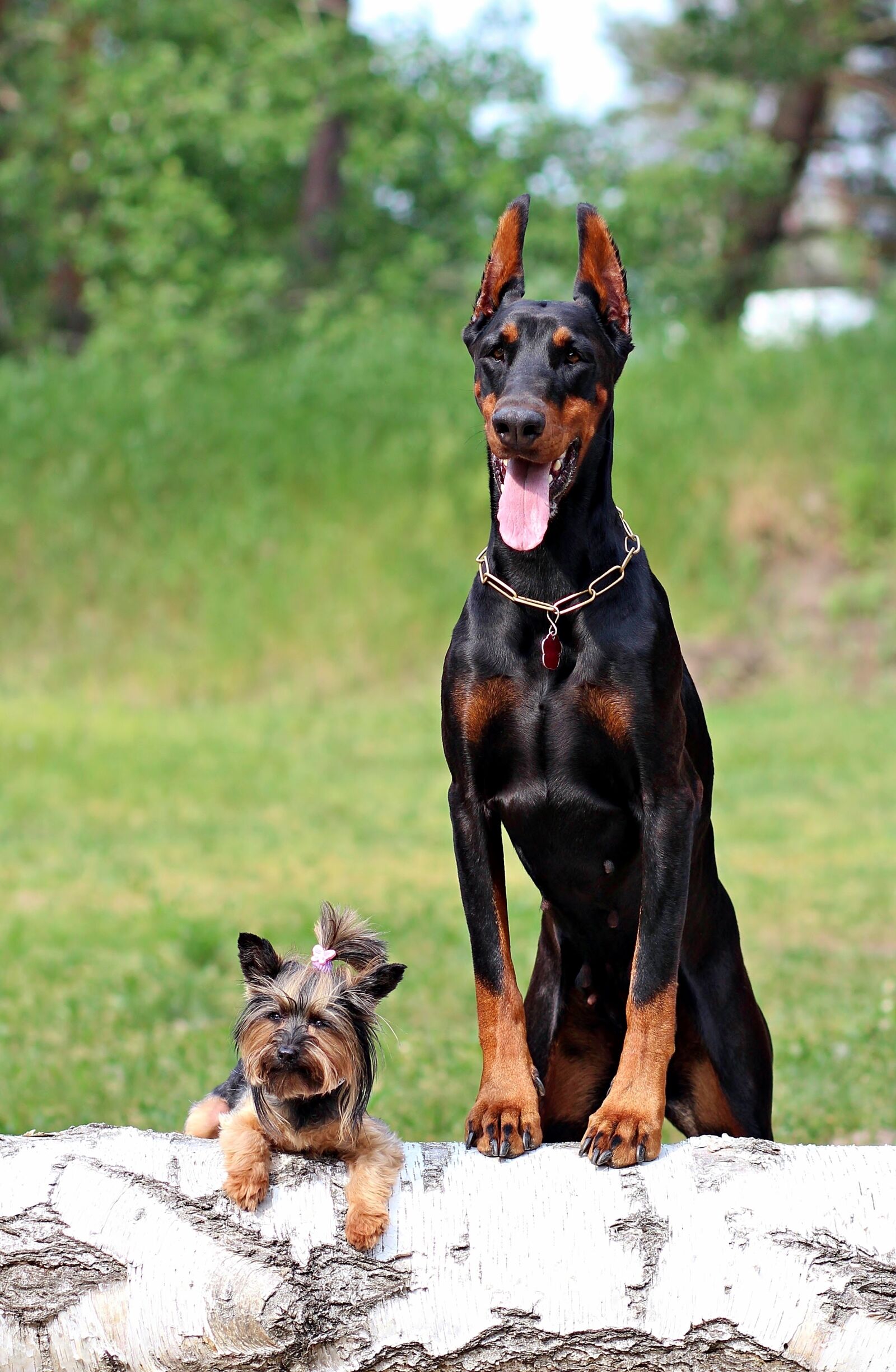 Canon EOS 600D (Rebel EOS T3i / EOS Kiss X5) sample photo. Doberman, yorkshire terrier, dogs photography