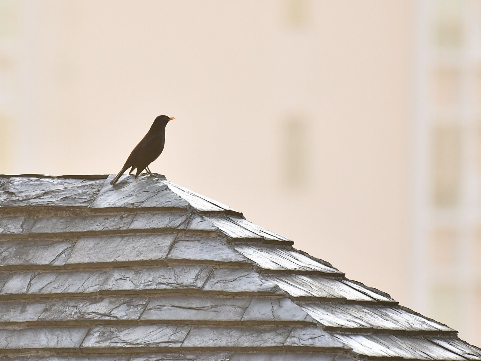 Nikon D850 sample photo. Bird, blackbird, black photography