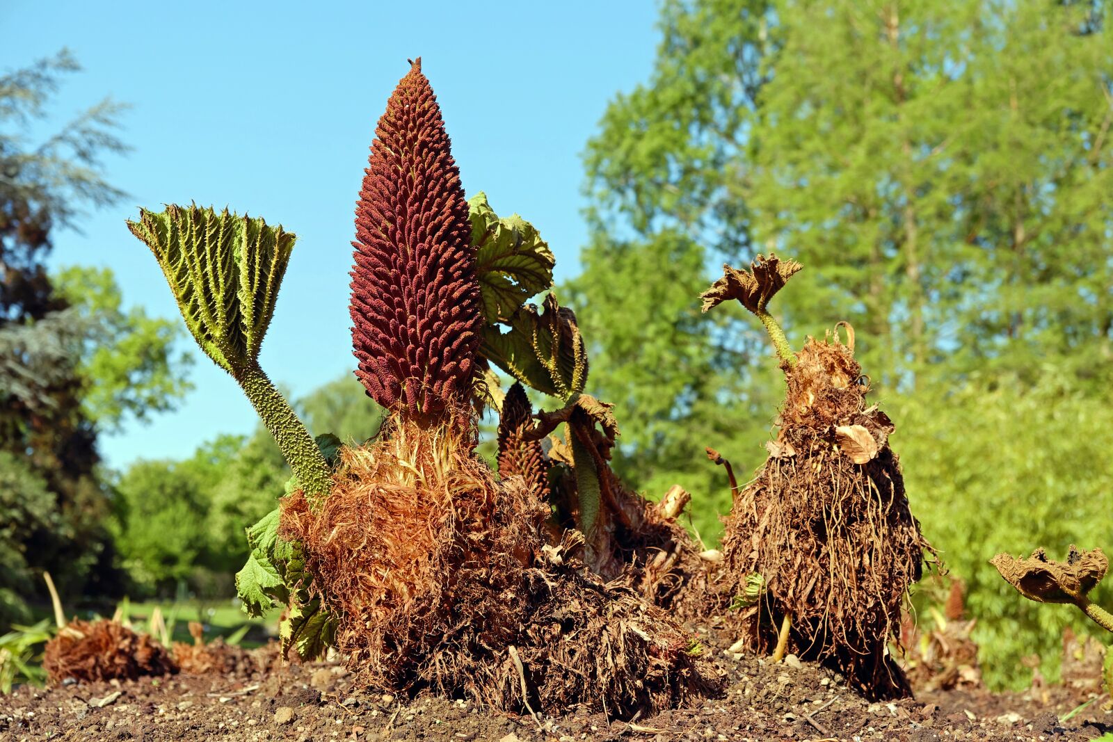 Fujifilm X-T10 sample photo. Mammoth sheet, gunnera manicata photography