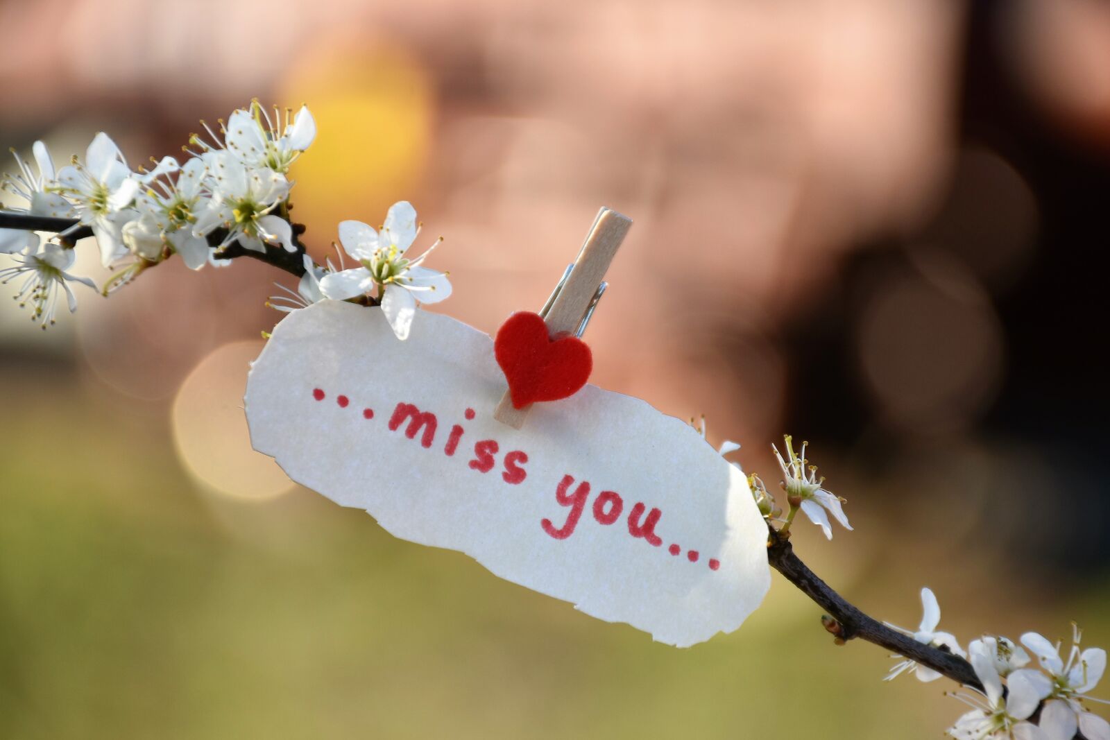 Nikon D5600 sample photo. Message, red heart, to photography