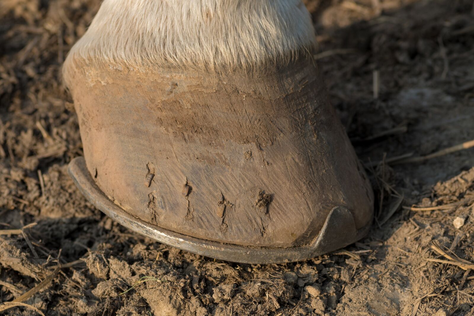 Pentax K-S2 sample photo. Horse hooves, savvy, the photography