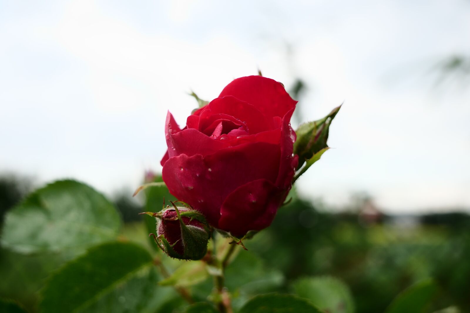 Panasonic Lumix DC-G9 sample photo. Rose, red rose, garden photography