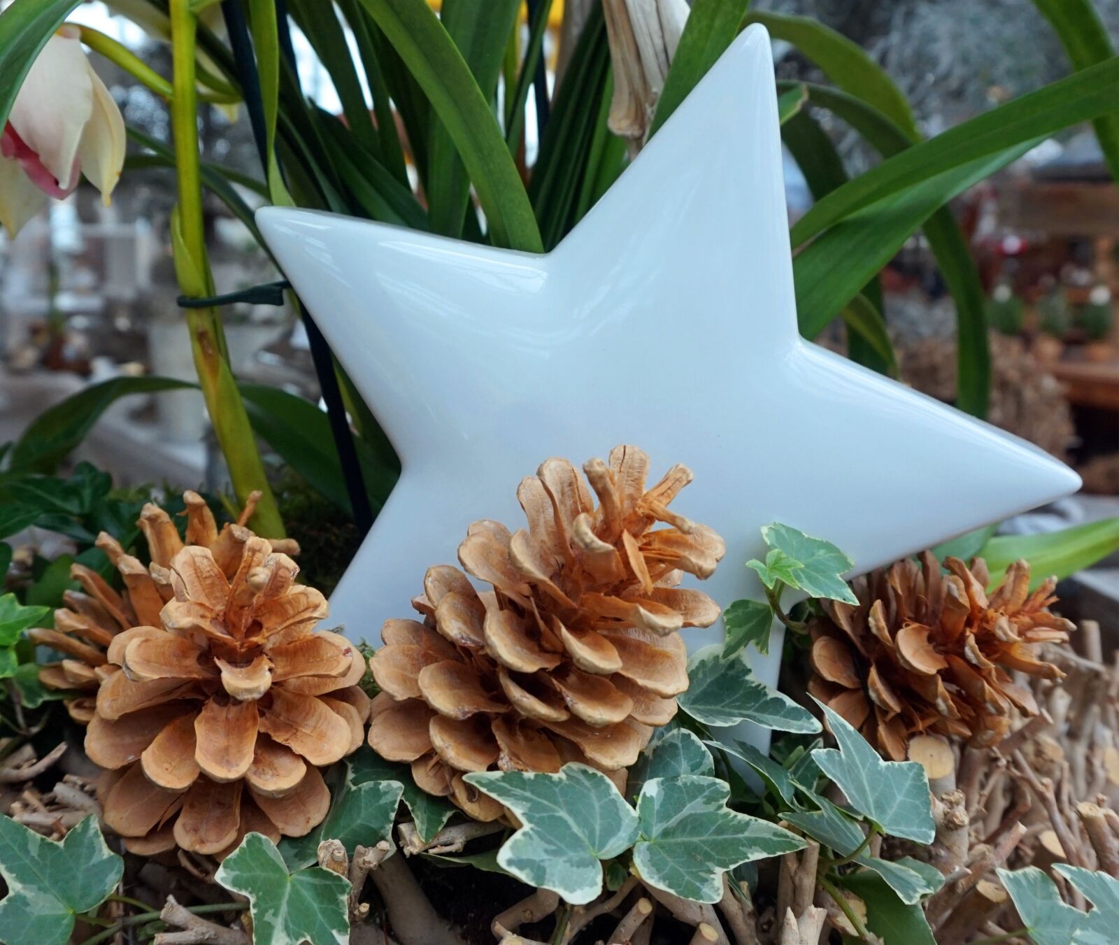 Sony E 16-50mm F3.5-5.6 PZ OSS sample photo. Star, pine cones, christmas photography