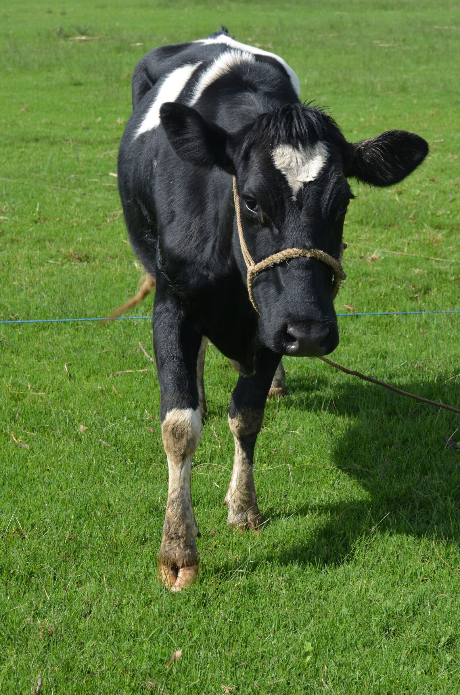 Nikon D5100 sample photo. Animal, cow, livestock photography