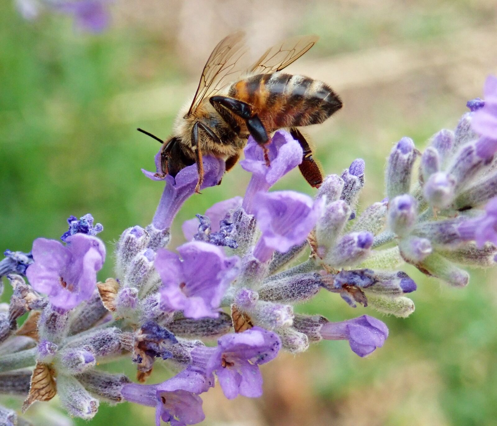 Olympus TG-5 sample photo. Bee, insect, flower photography