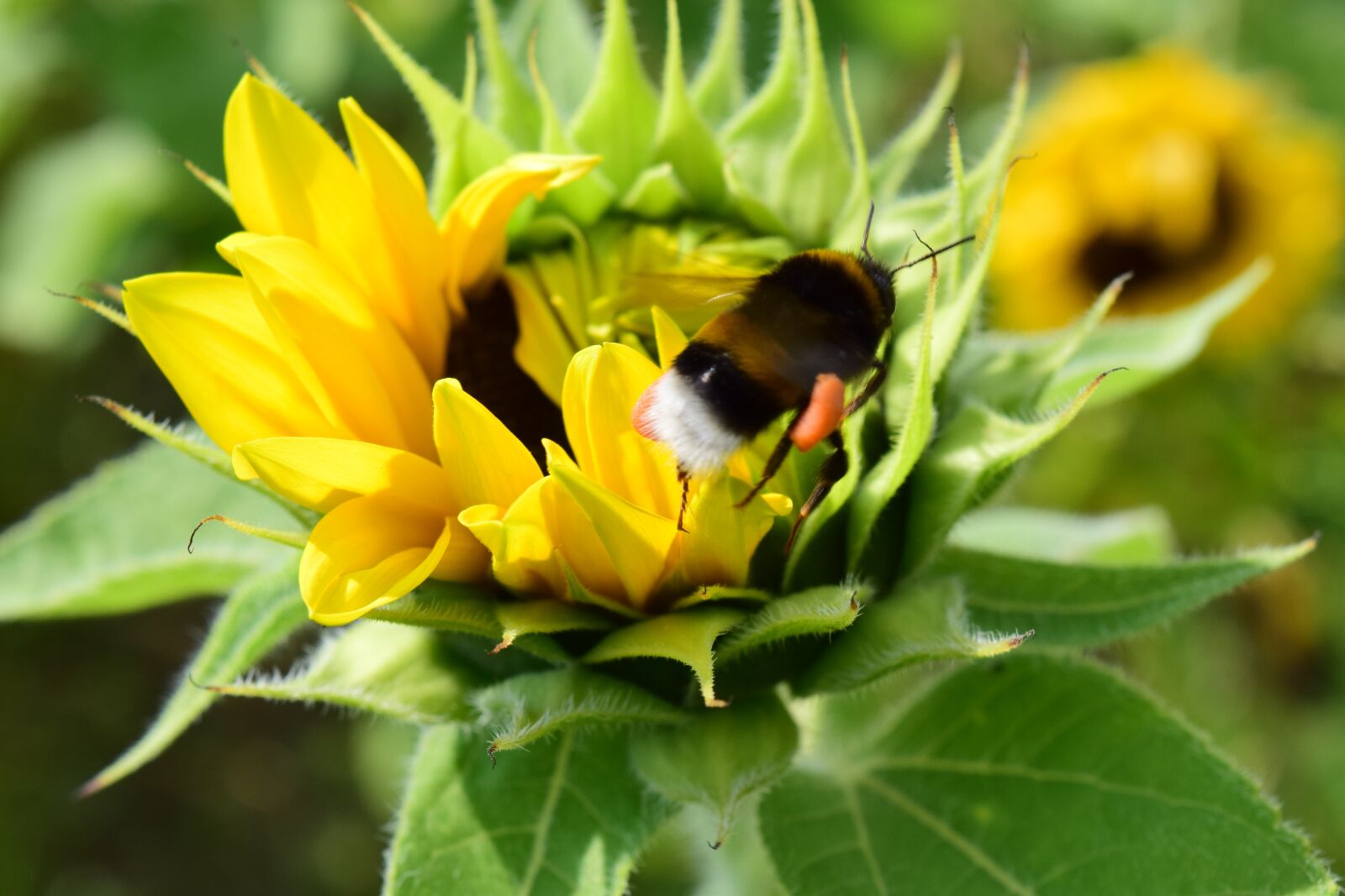 Nikon D3300 sample photo. Sunflower, hummel, blossom photography