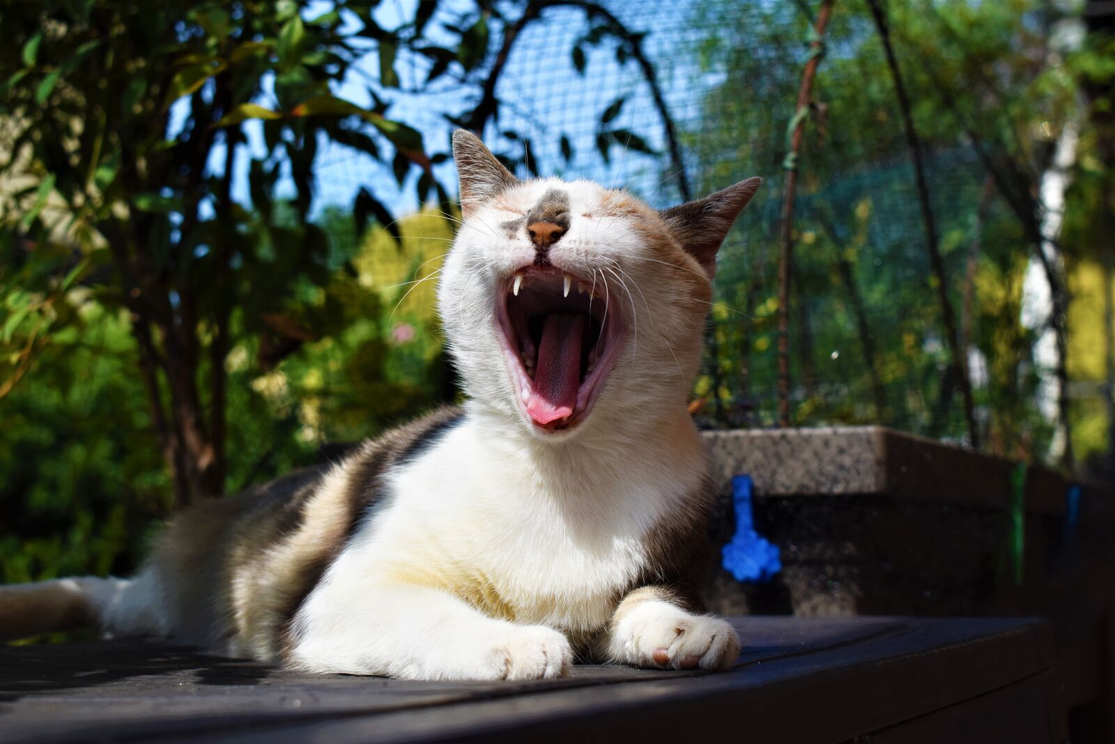 Nikon D3500 sample photo. Cat, feline, yawn photography