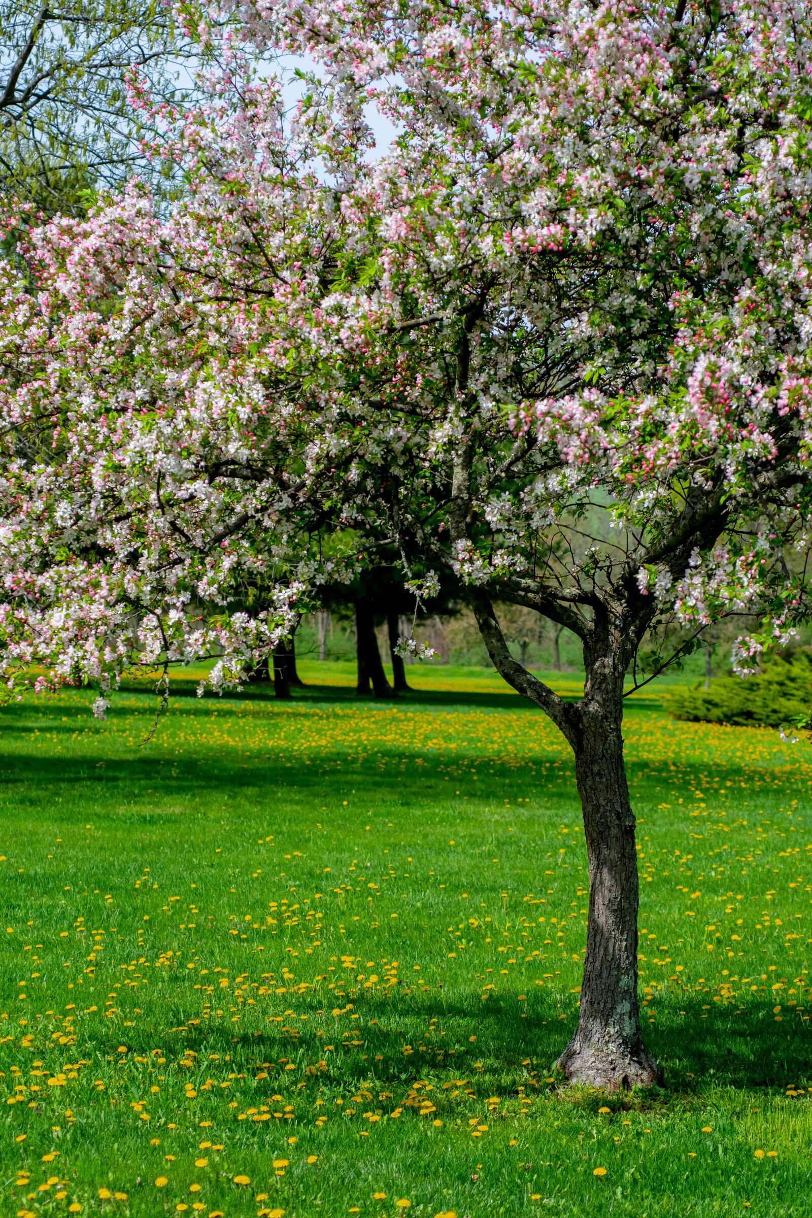 Nikon D500 sample photo. Springtime, spring, nature photography