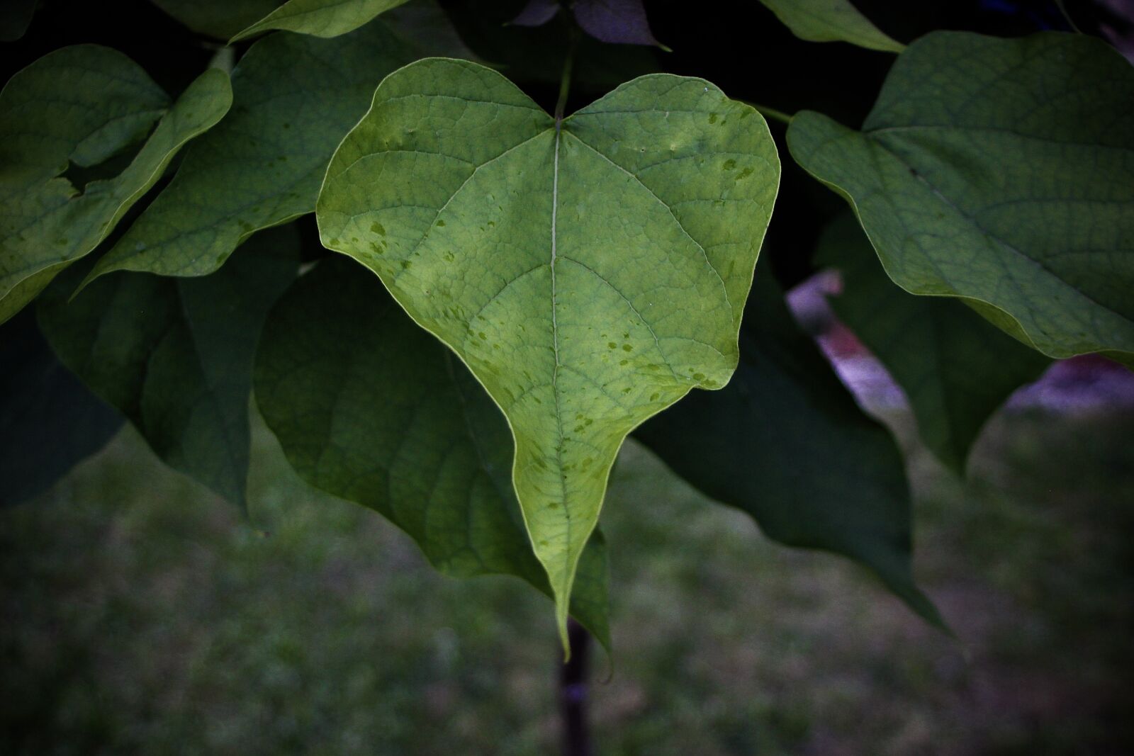 Canon EF 28-80mm f/3.5-5.6 sample photo. Green, leaves, plant photography