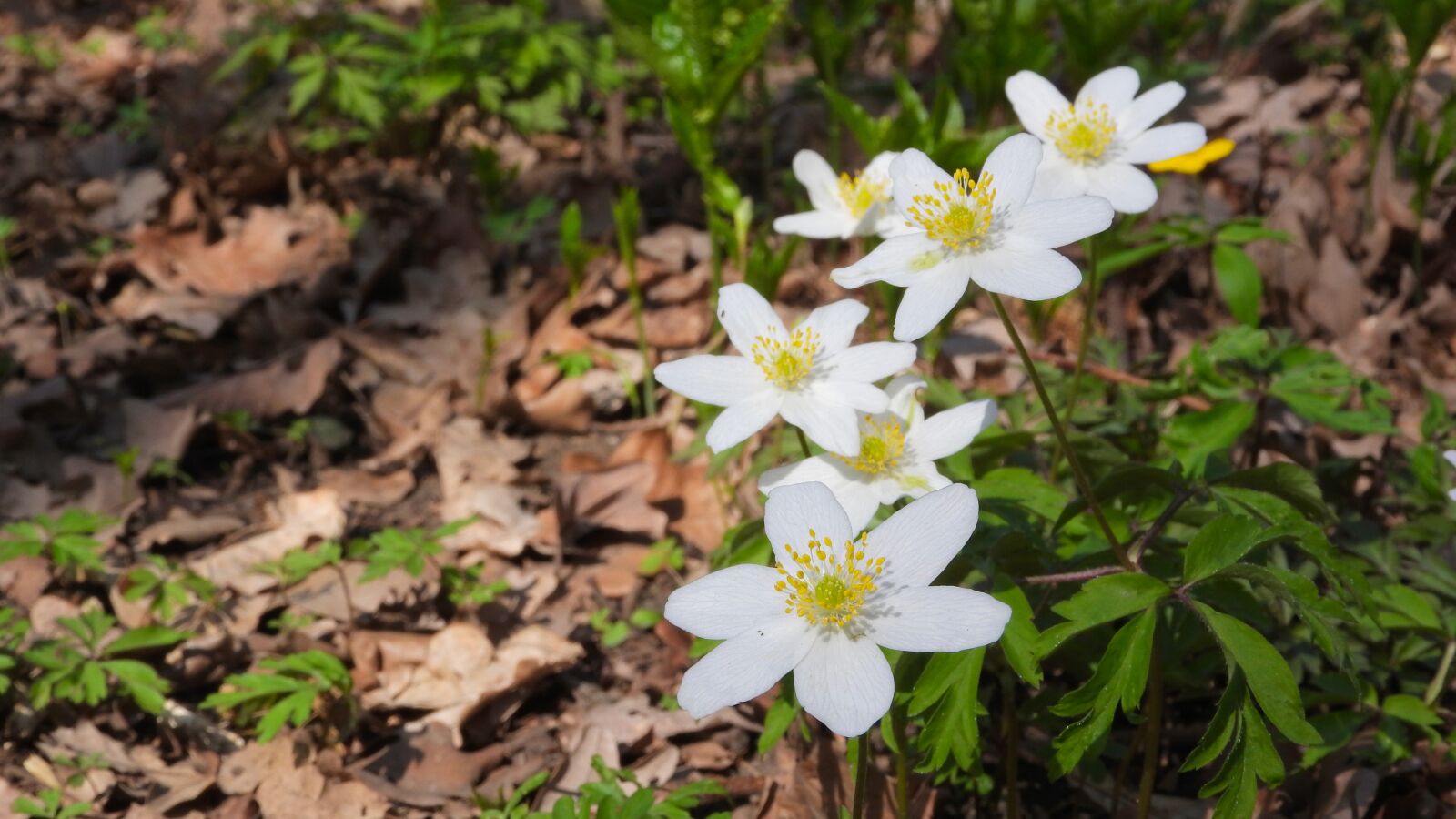 Nikon Coolpix P610 sample photo. Wood anemone, anemone nemorosa photography