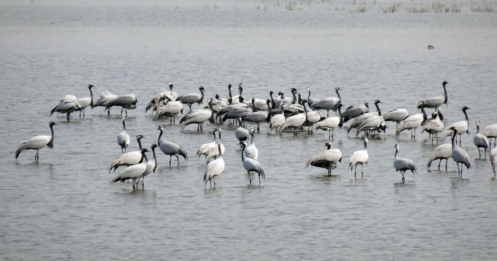 Sony Cyber-shot DSC-HX90V sample photo. Bird, crane, demoiselle crane photography
