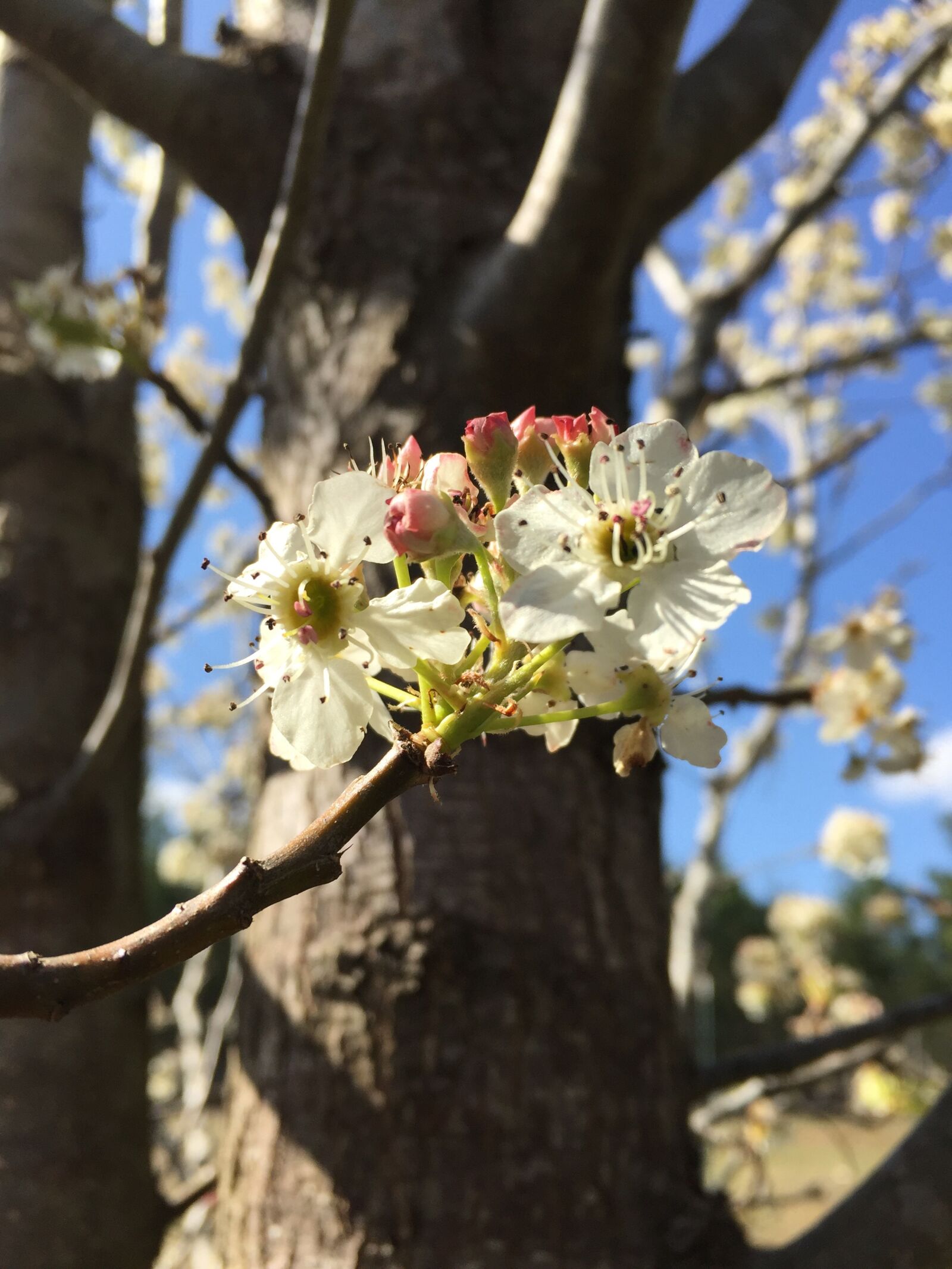 Apple iPhone 6 sample photo. Tree, nature, flower photography