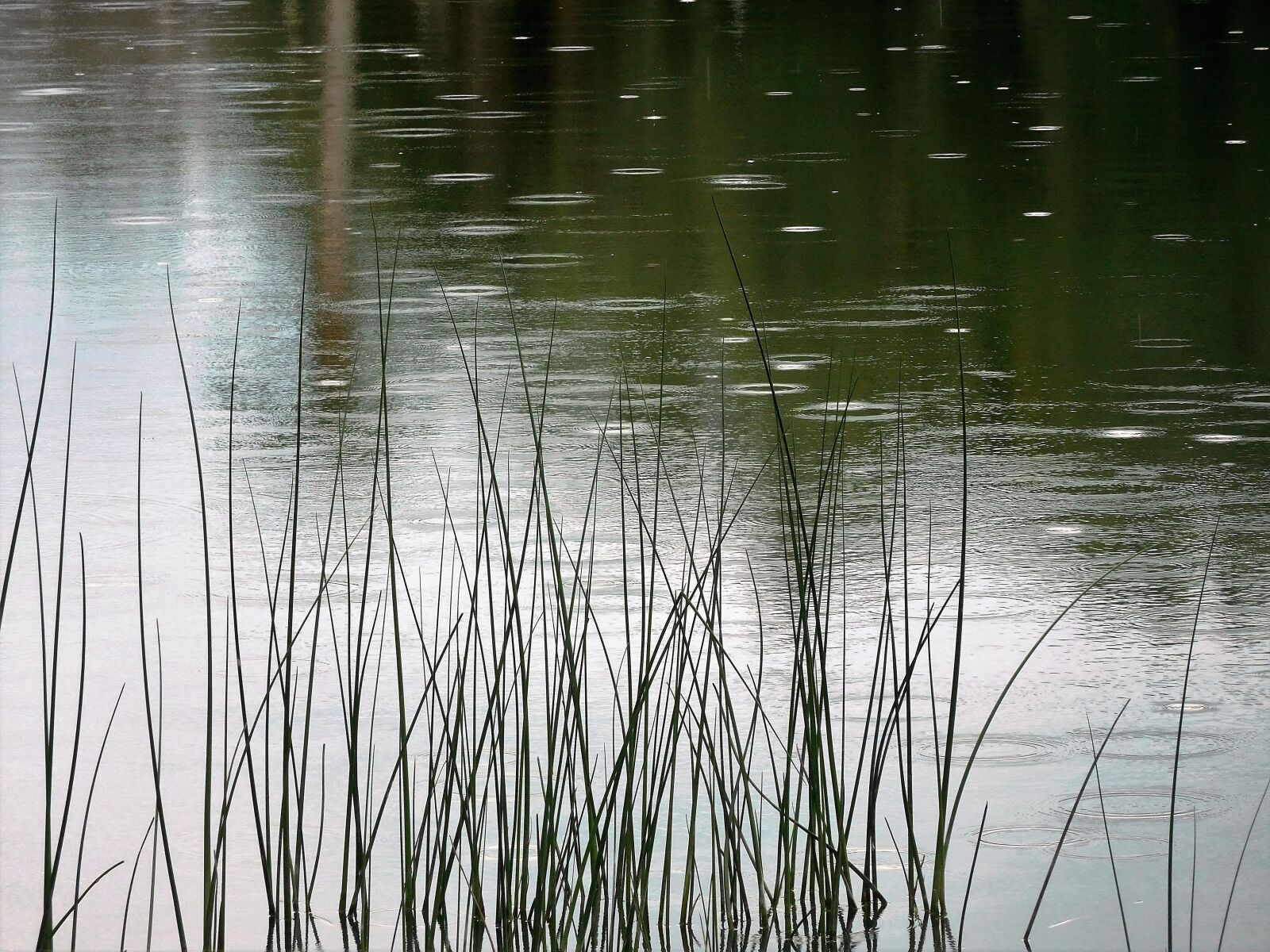 Nikon Coolpix S7000 sample photo. Pond, water, summer photography