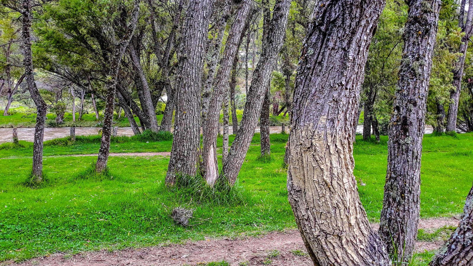 Samsung Galaxy J5 Pro sample photo. Forest, tree, trees photography