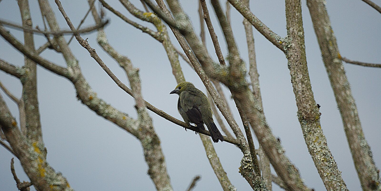 Sony Alpha DSLR-A390 sample photo. Ave, bird, nature photography