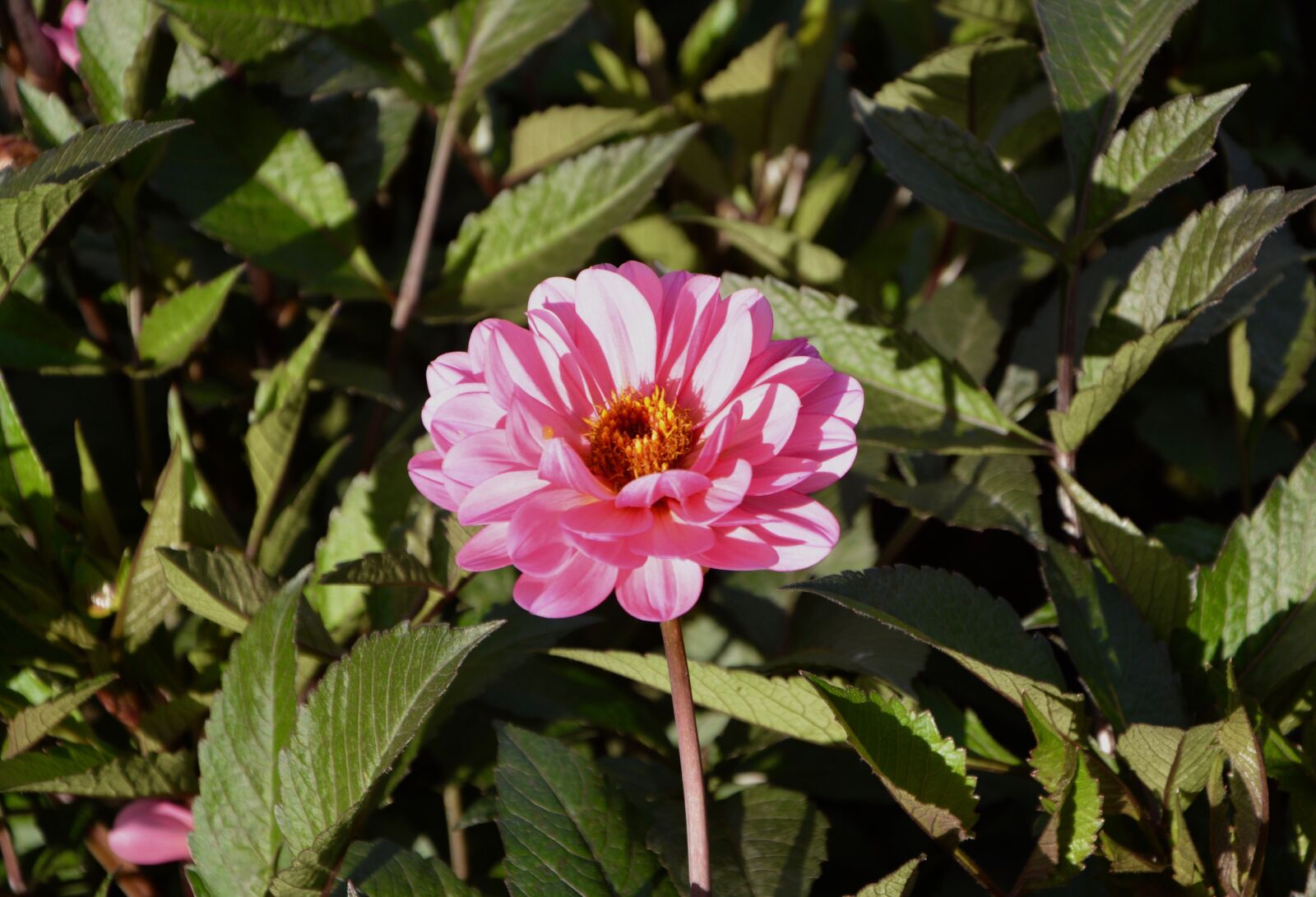 Nikon D5200 sample photo. Flower bright pink flowers photography