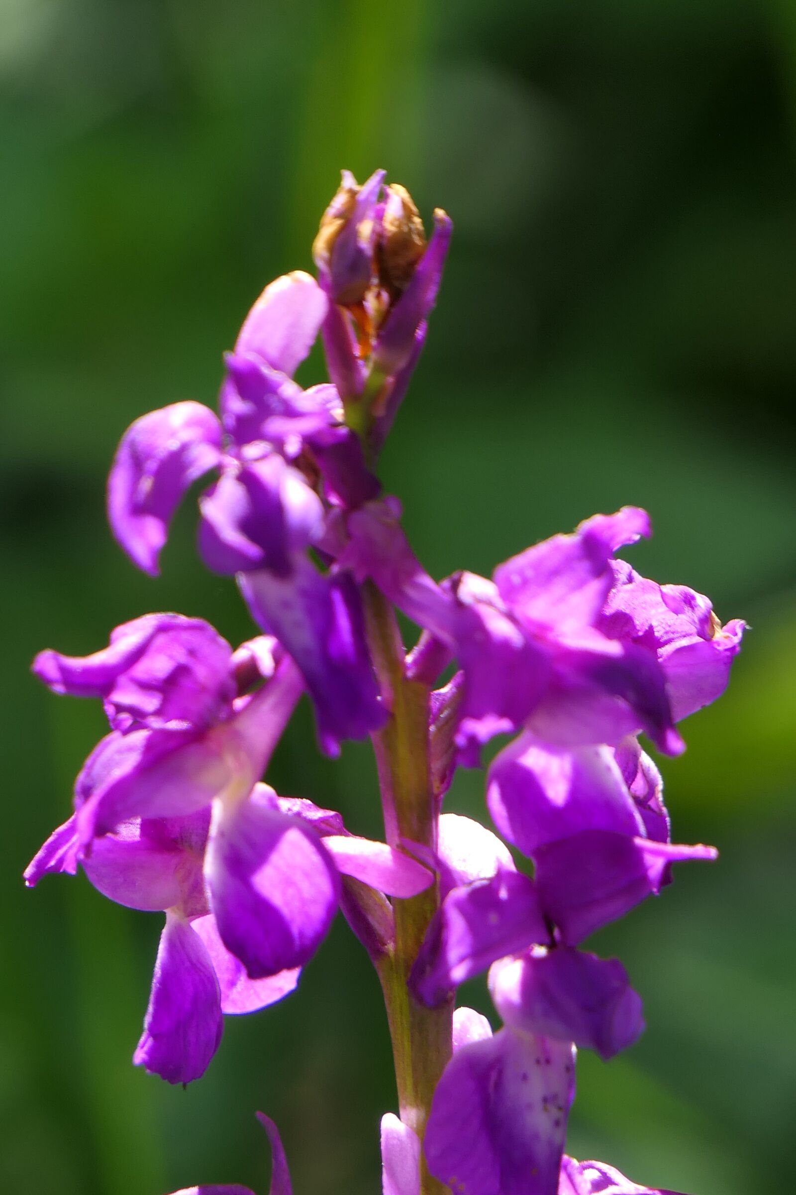 Panasonic Lumix DMC-FZ2500 (Lumix DMC-FZ2000) sample photo. Flower, orchid, spring photography
