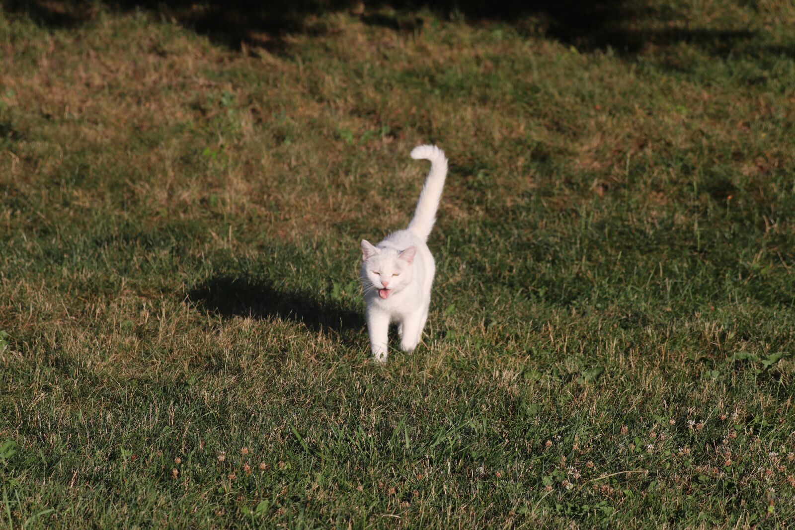 150-600mm F5-6.3 DG OS HSM | Contemporary 015 sample photo. Barn cat, cat, white photography