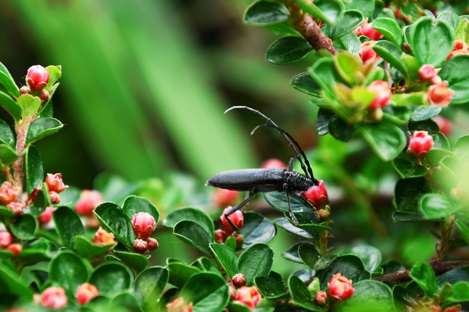 Nikon D7500 sample photo. Cincér, mouseketeer, beetle photography