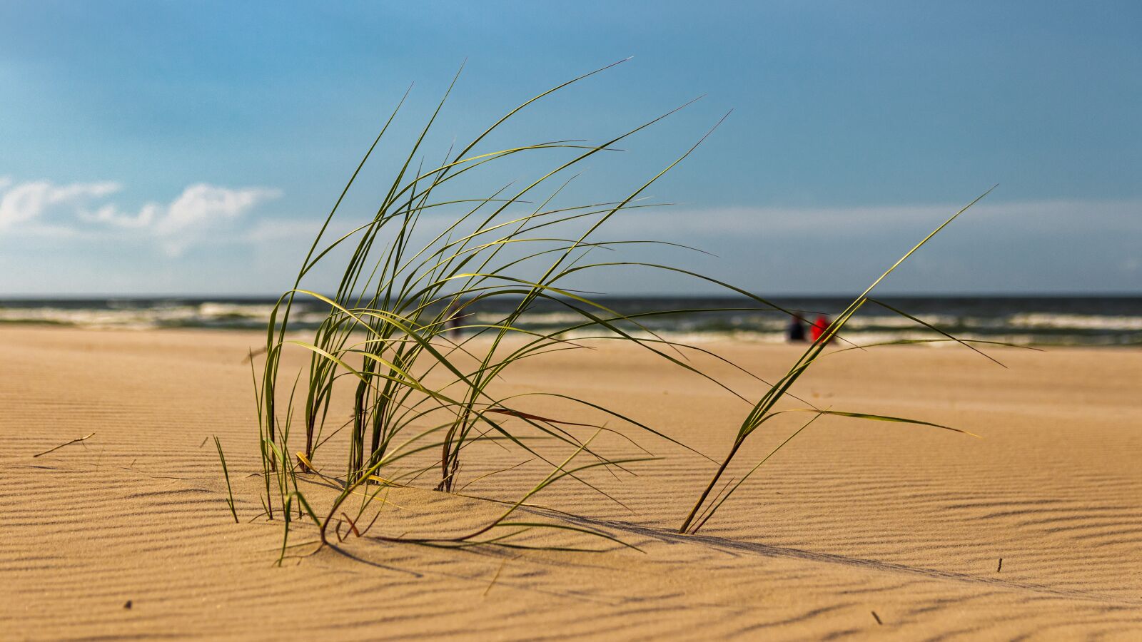 Canon EOS 80D sample photo. Beach, sand, grass photography