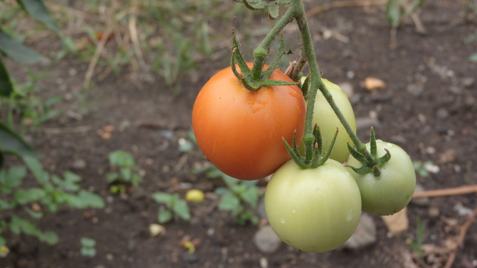 Nikon Coolpix P610 sample photo. Tomatoes, vegetables, growing vegetables photography