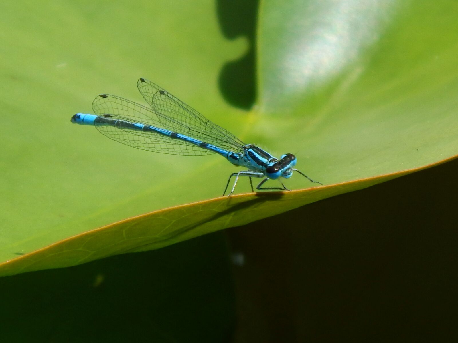 Nikon Coolpix L820 sample photo. Dragonfly, blue, insect photography