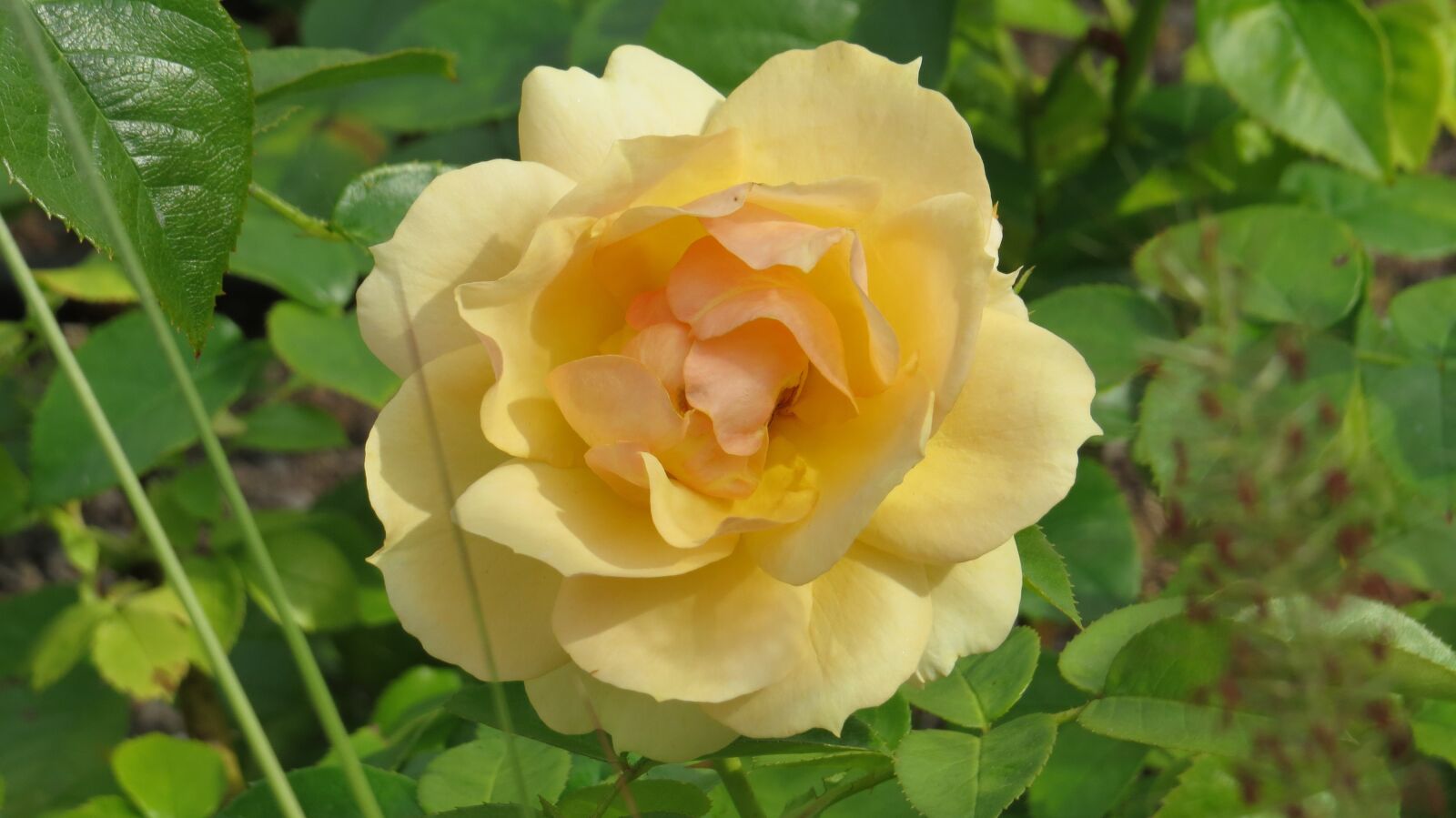 Canon PowerShot SX50 HS sample photo. Flower, plant, nature photography