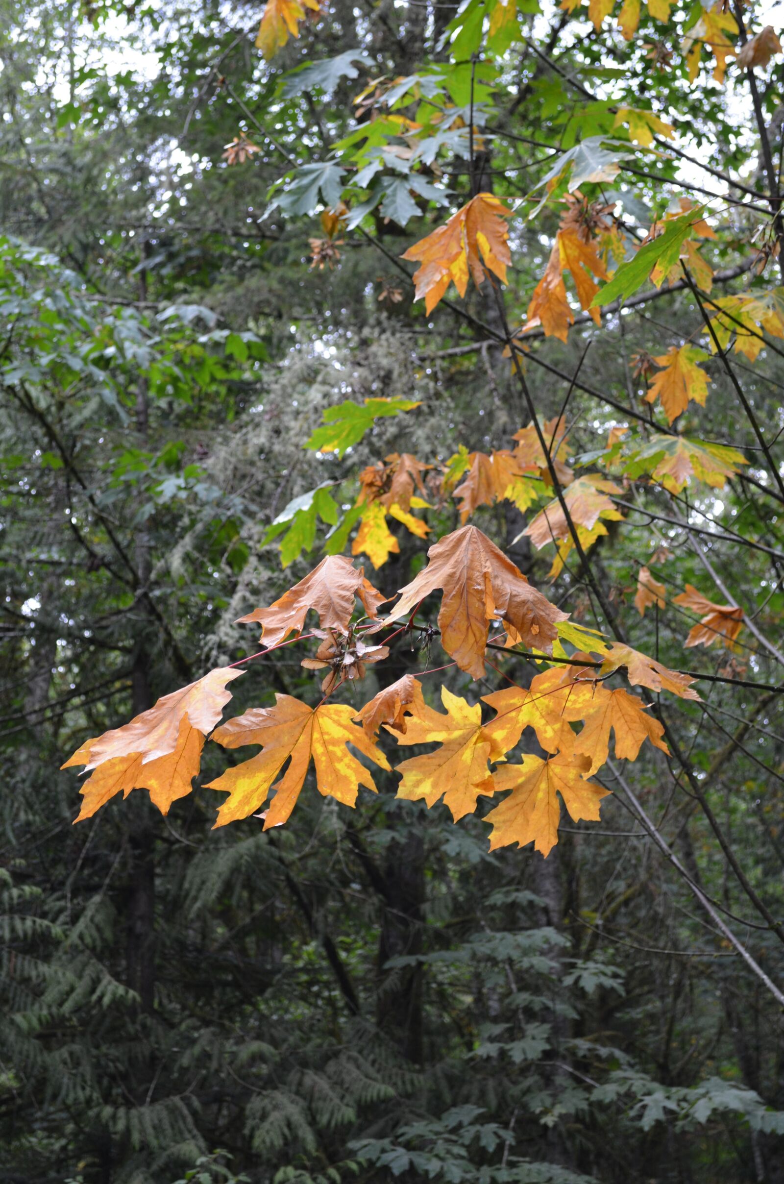Nikon D5100 sample photo. Big leaf maple, tree photography