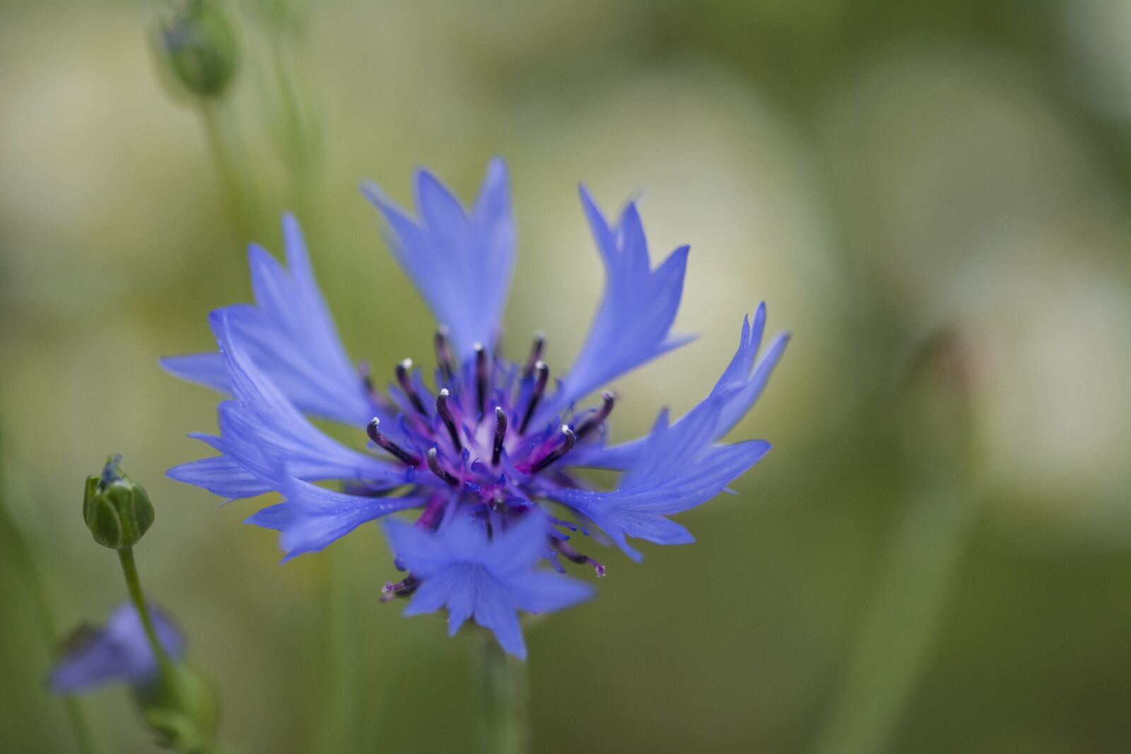 Nikon D5200 sample photo. Cornflower, blue, cornflowers photography