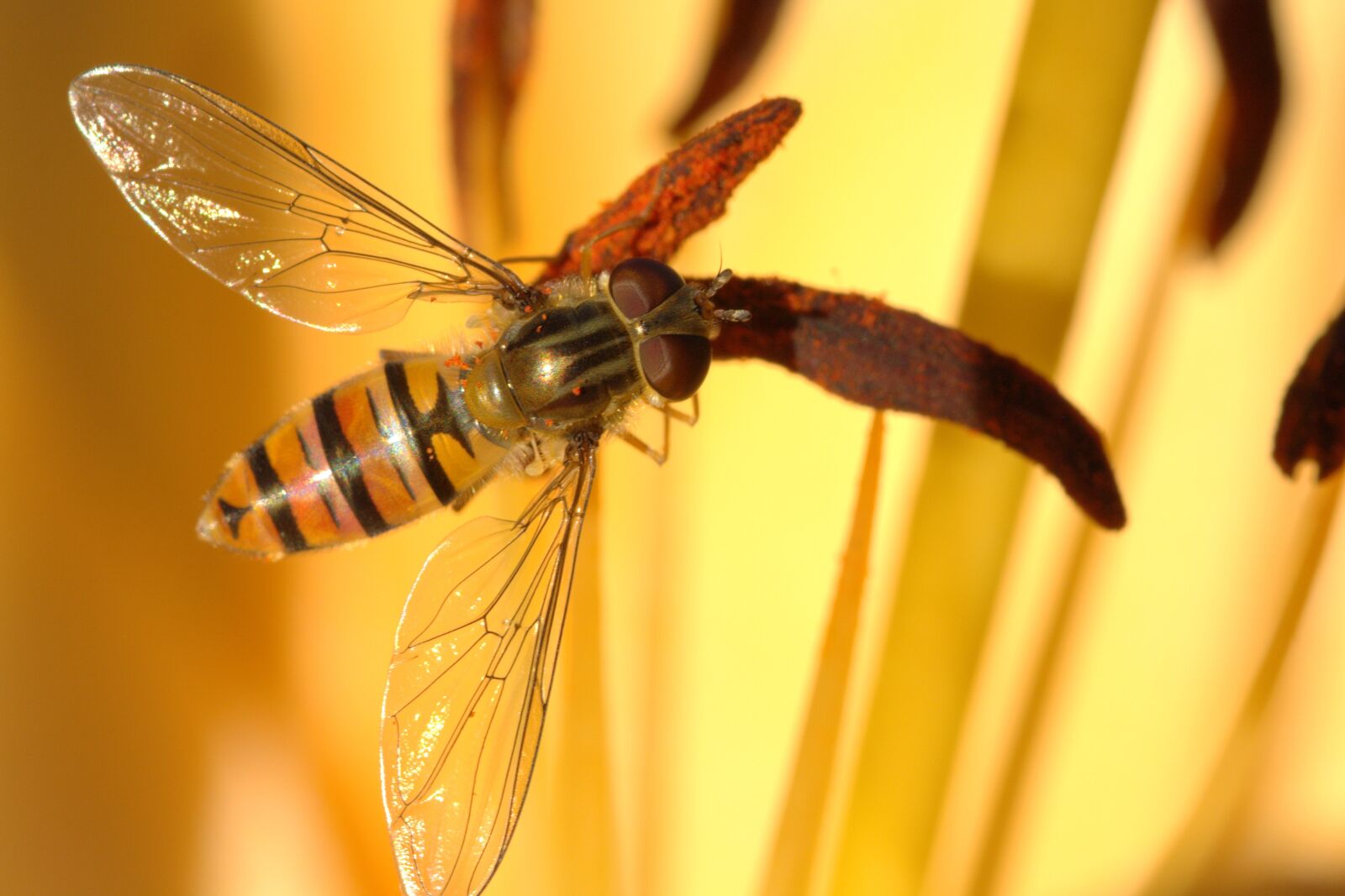 Nikon D5200 sample photo. Episyrphus balteatus, hover fly photography