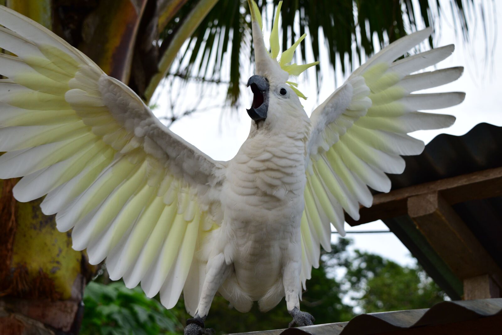 Nikon D3300 sample photo. Parrot, attack, animal photography