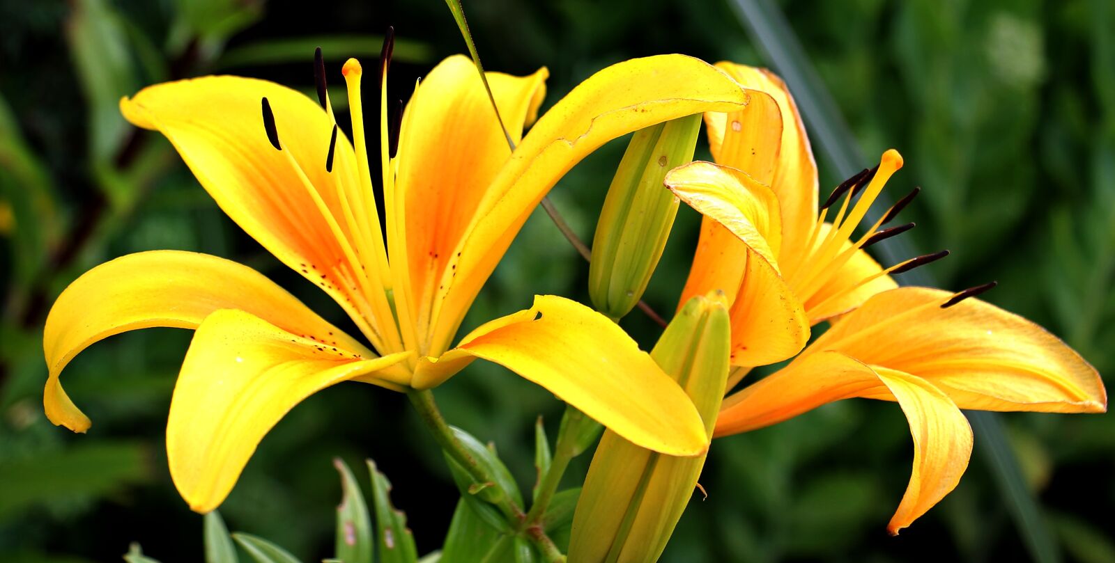 Canon EOS 550D (EOS Rebel T2i / EOS Kiss X4) sample photo. Lily, flowers, early photography