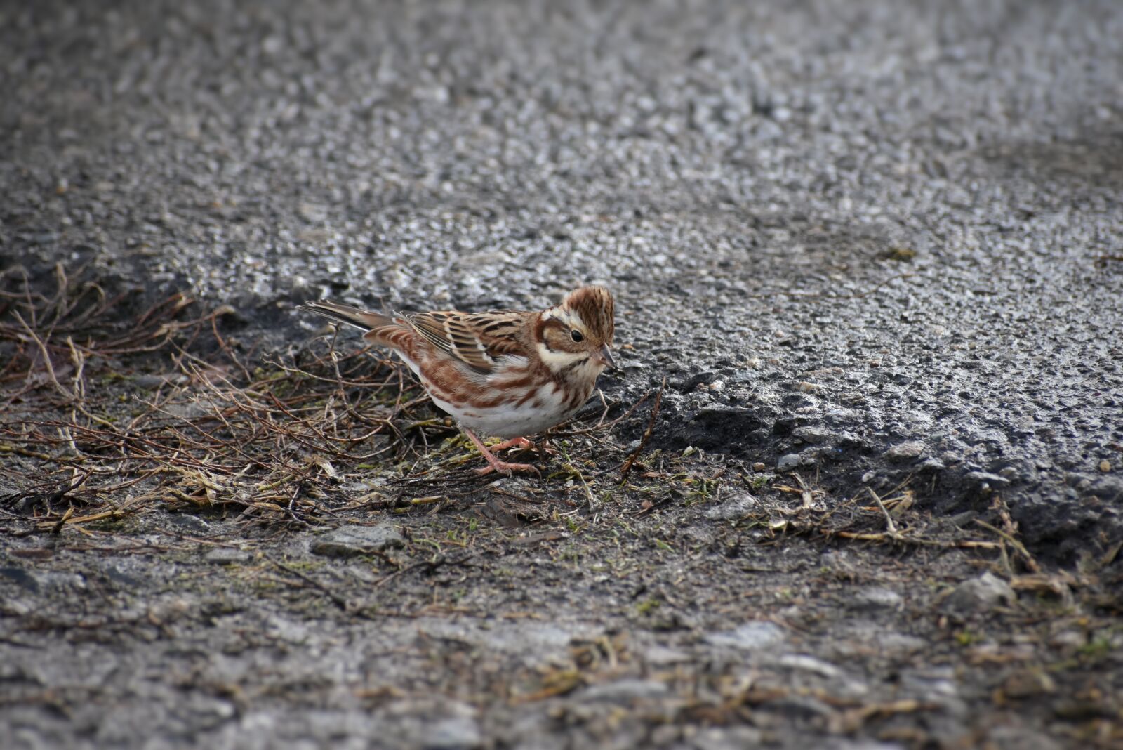 Nikon D7200 sample photo. Animal, bird, wild birds photography
