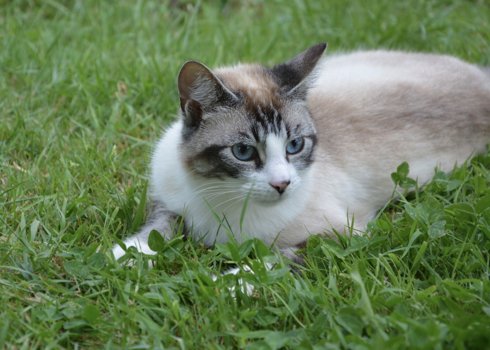 Nikon D5200 sample photo. Cat blue eyes, feline photography