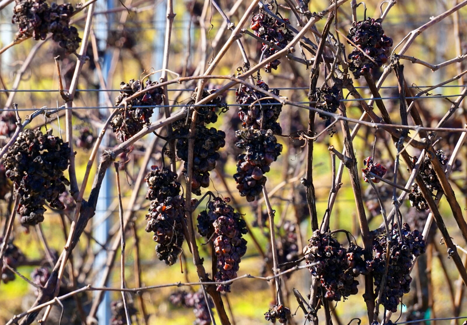 Sony Alpha a5000 (ILCE 5000) + Sony E 55-210mm F4.5-6.3 OSS sample photo. Grapes, dry, vineyard photography