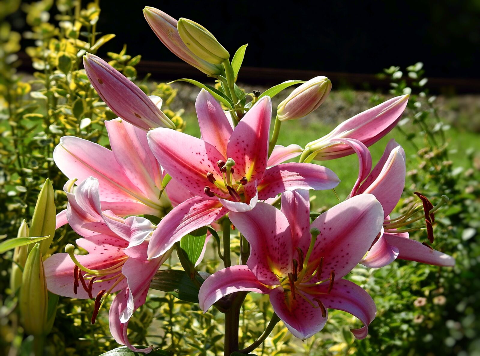 Nikon Coolpix P900 sample photo. Flowers, the beauty of photography