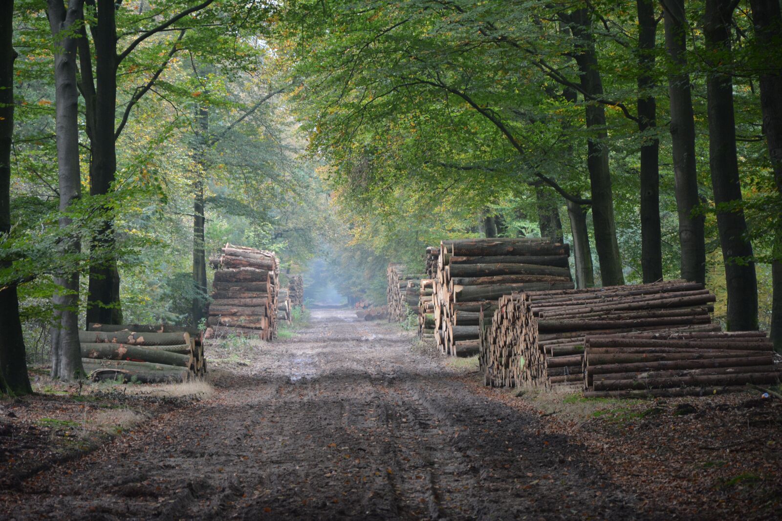 Nikon D7100 sample photo. Autumn, forest, nature photography
