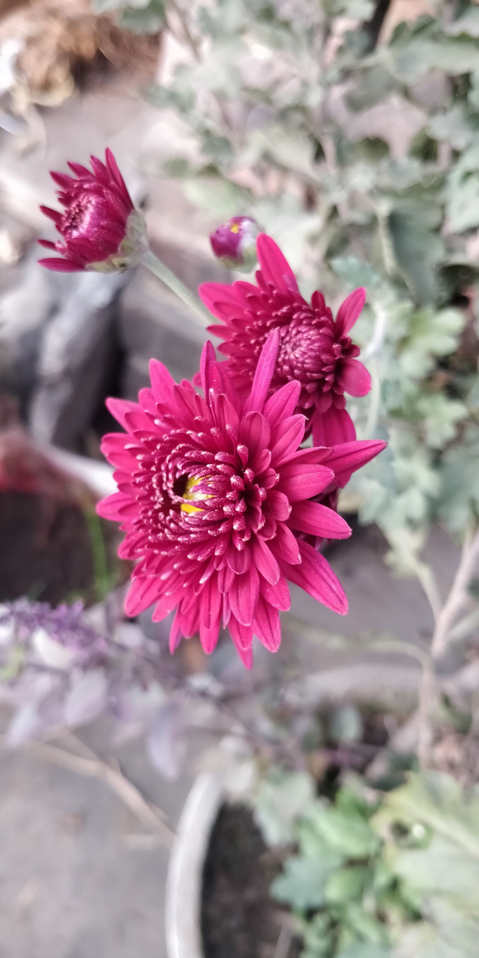 OnePlus 5T sample photo. Flower, dahlia, bloom photography