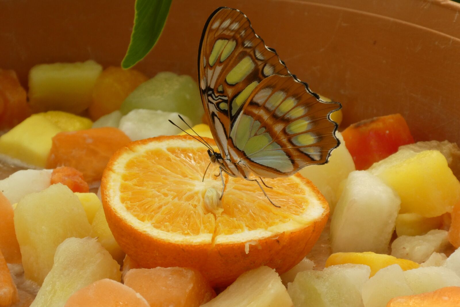 Panasonic Lumix DC-ZS70 (Lumix DC-TZ90) sample photo. Butterfly, butterfly garden, blijdorp photography