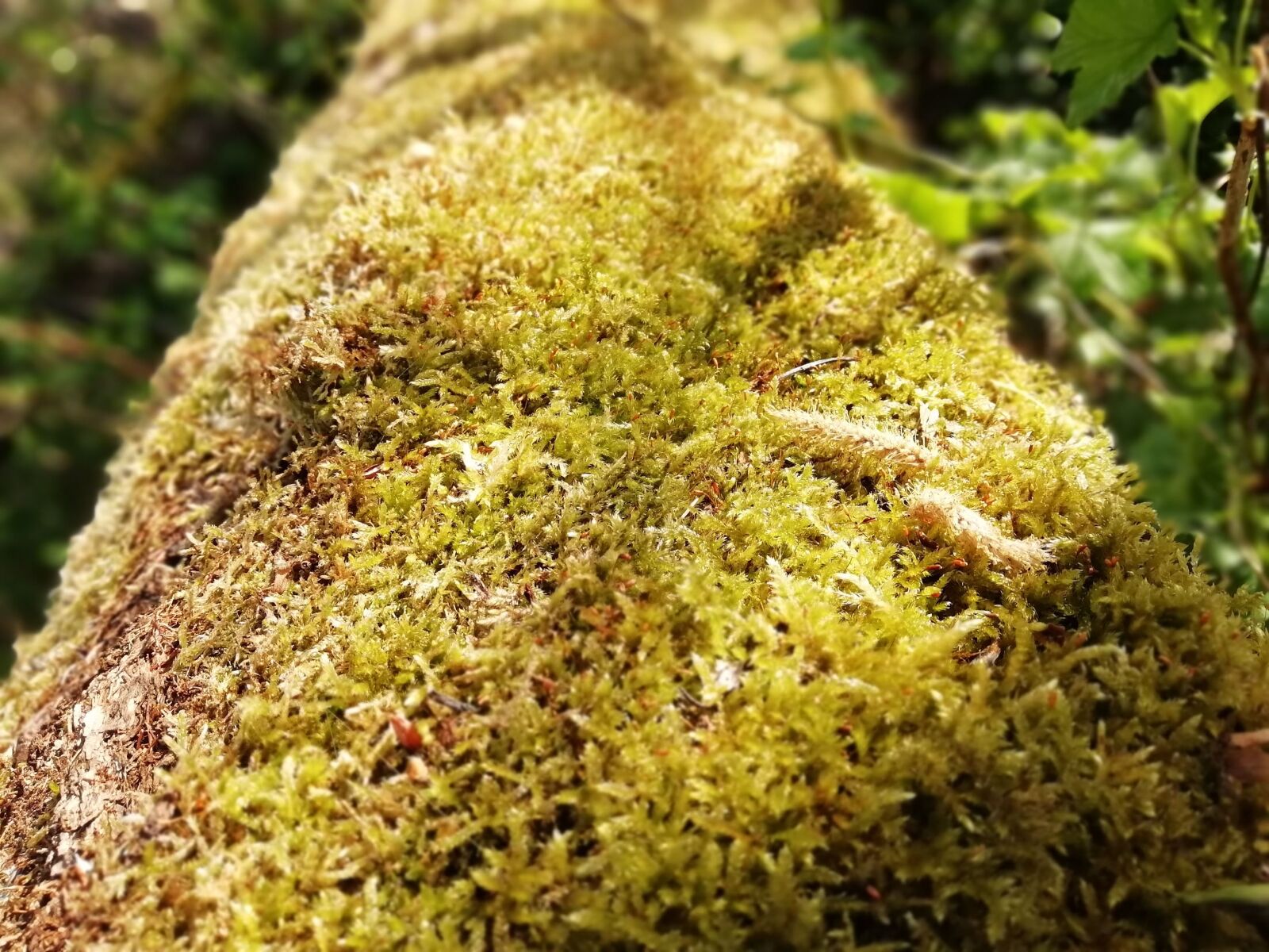 HUAWEI FIG-LX1 sample photo. The moss on the photography