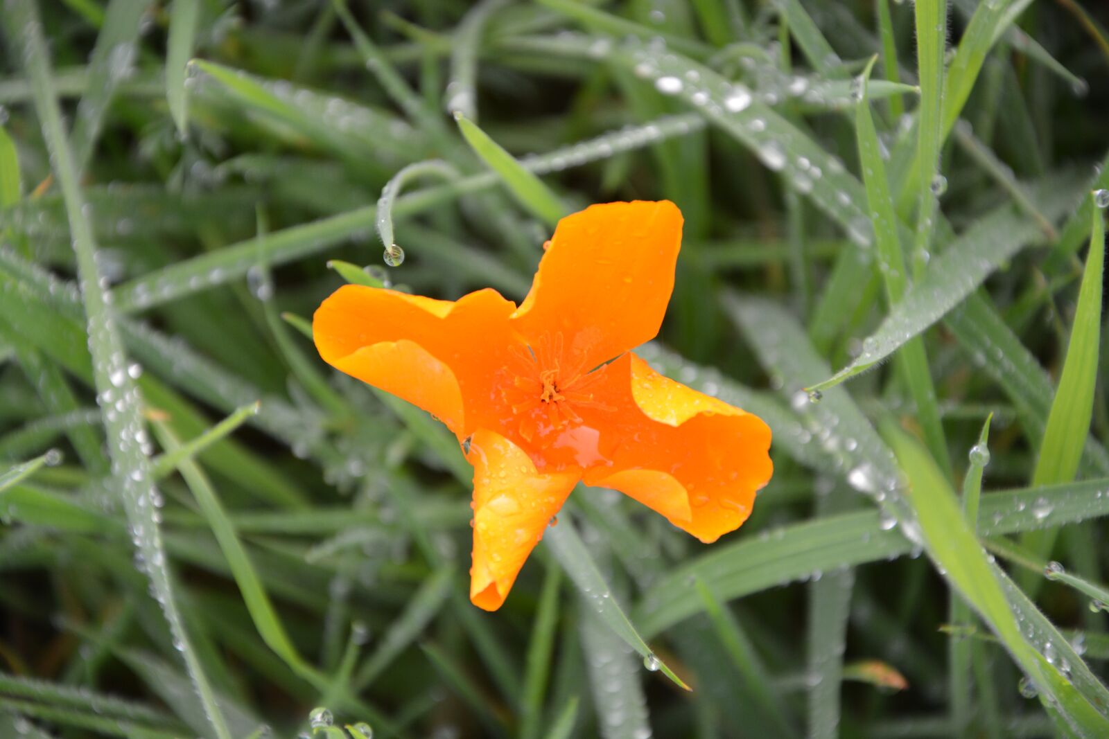 Nikon D5200 sample photo. Flower, orange blossom, green photography