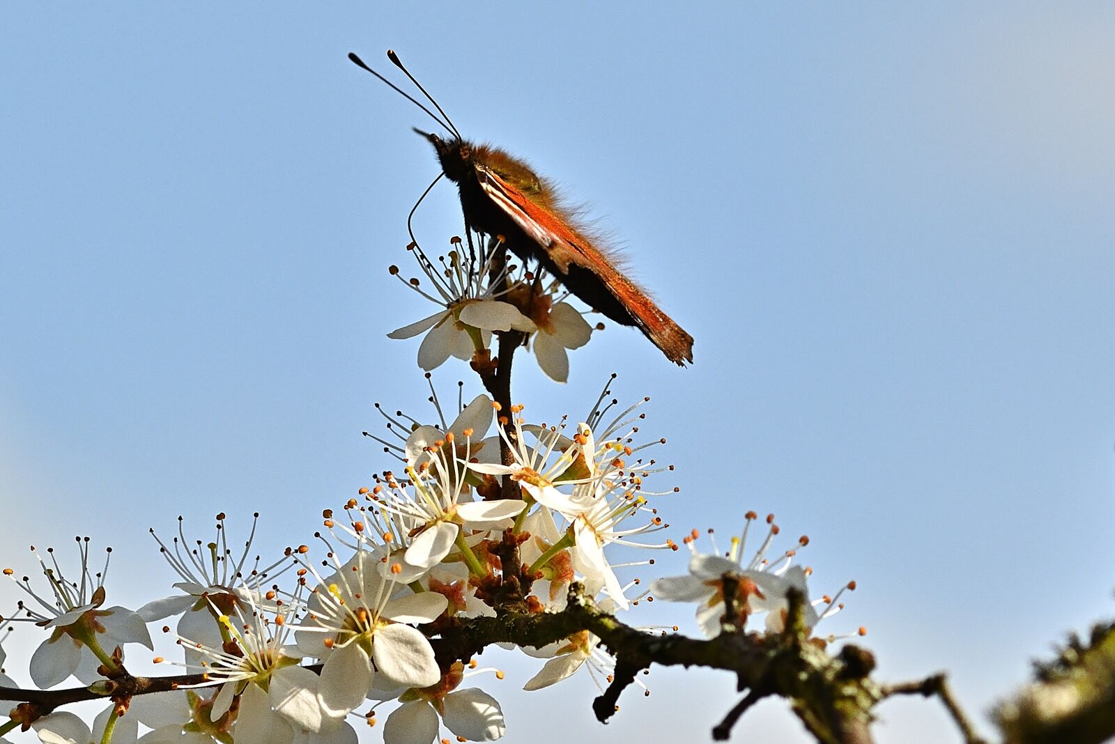 Nikon D5200 sample photo. Nature, spring, peacock butterfly photography