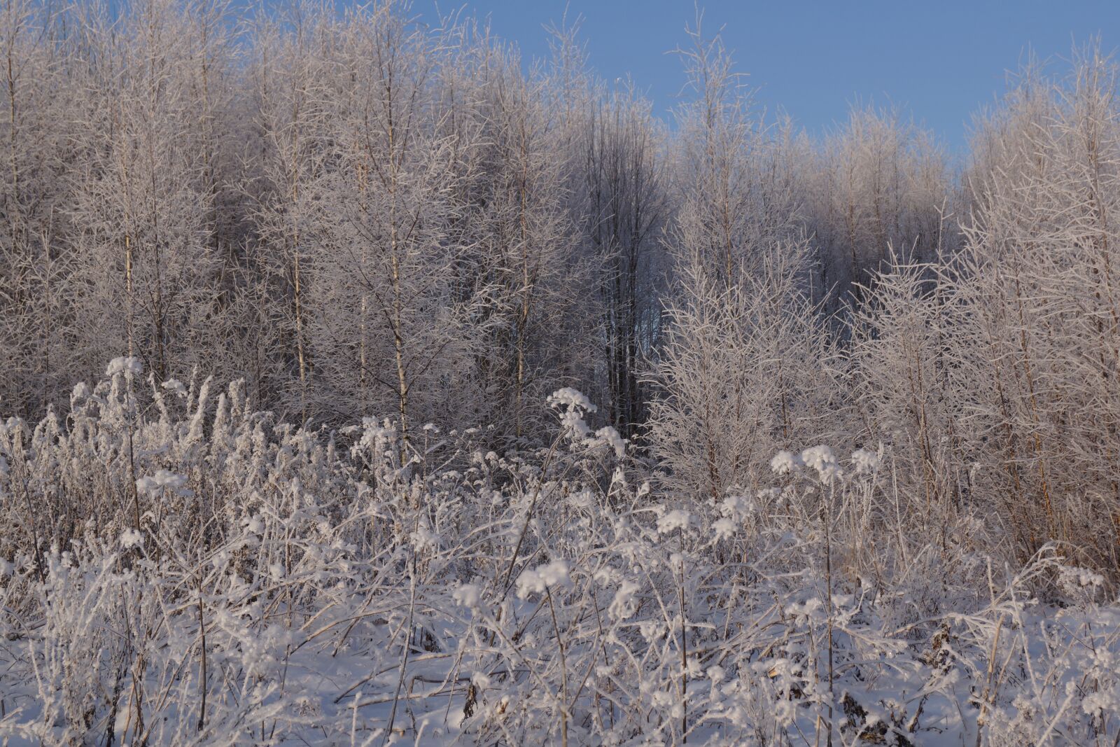 Sony SLT-A65 (SLT-A65V) + Sony DT 18-55mm F3.5-5.6 SAM sample photo. Nature, winter, calm photography