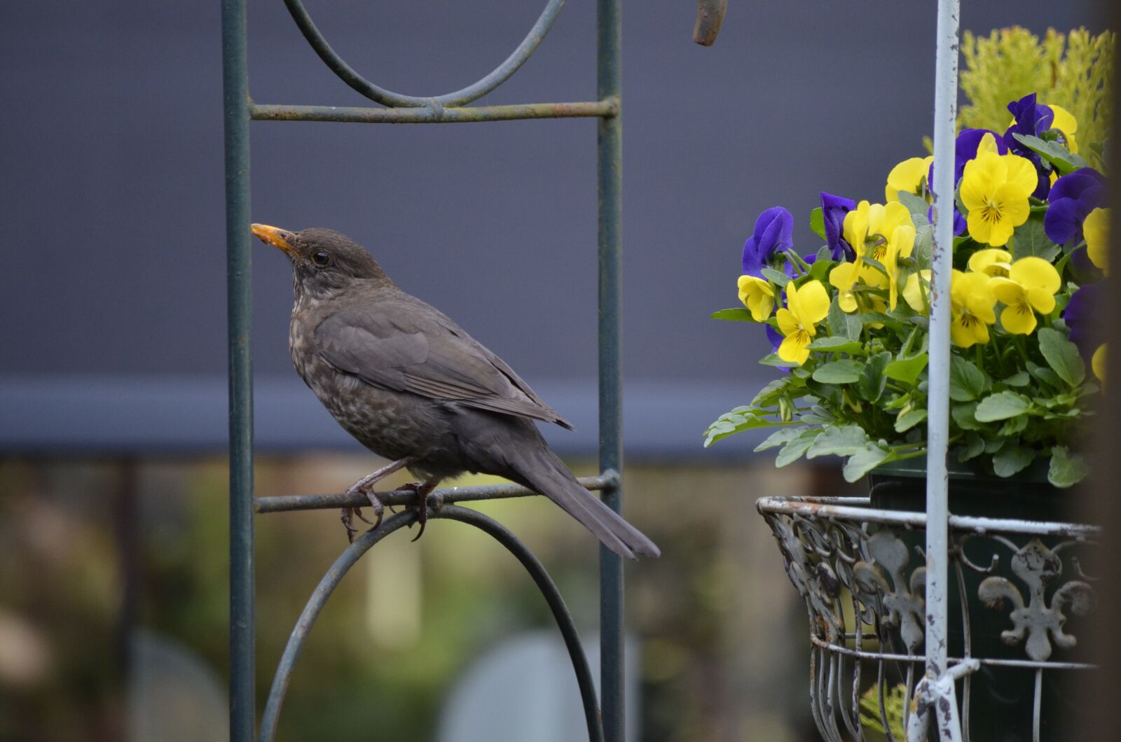 Nikon D5100 sample photo. Nature, garden, birds photography