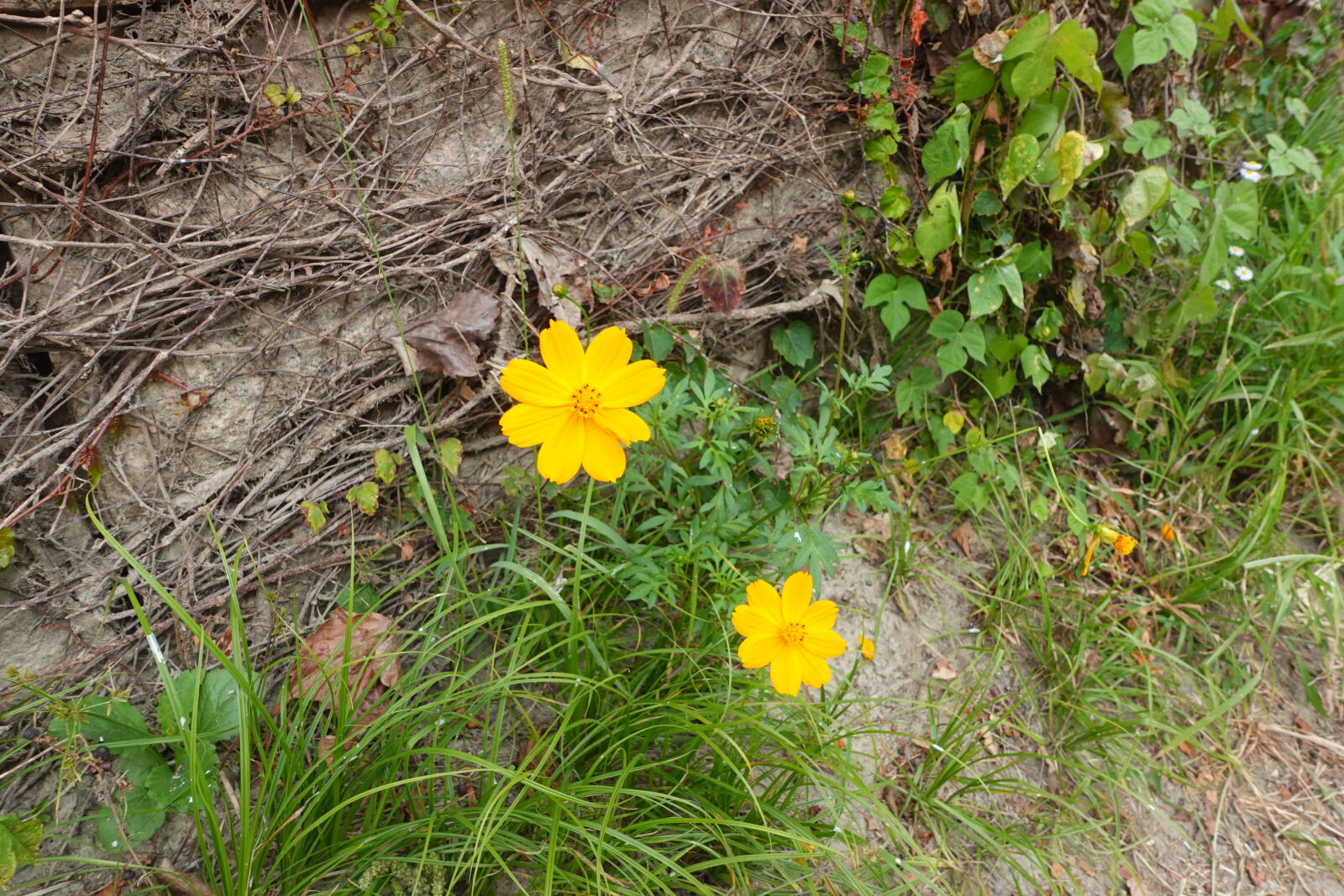 Sony ZV-1 sample photo