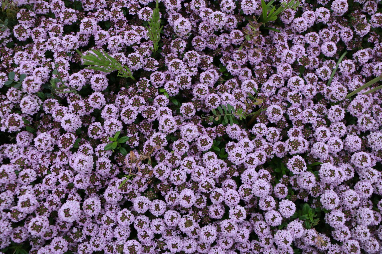 Canon EOS 70D sample photo. Plant, green photography