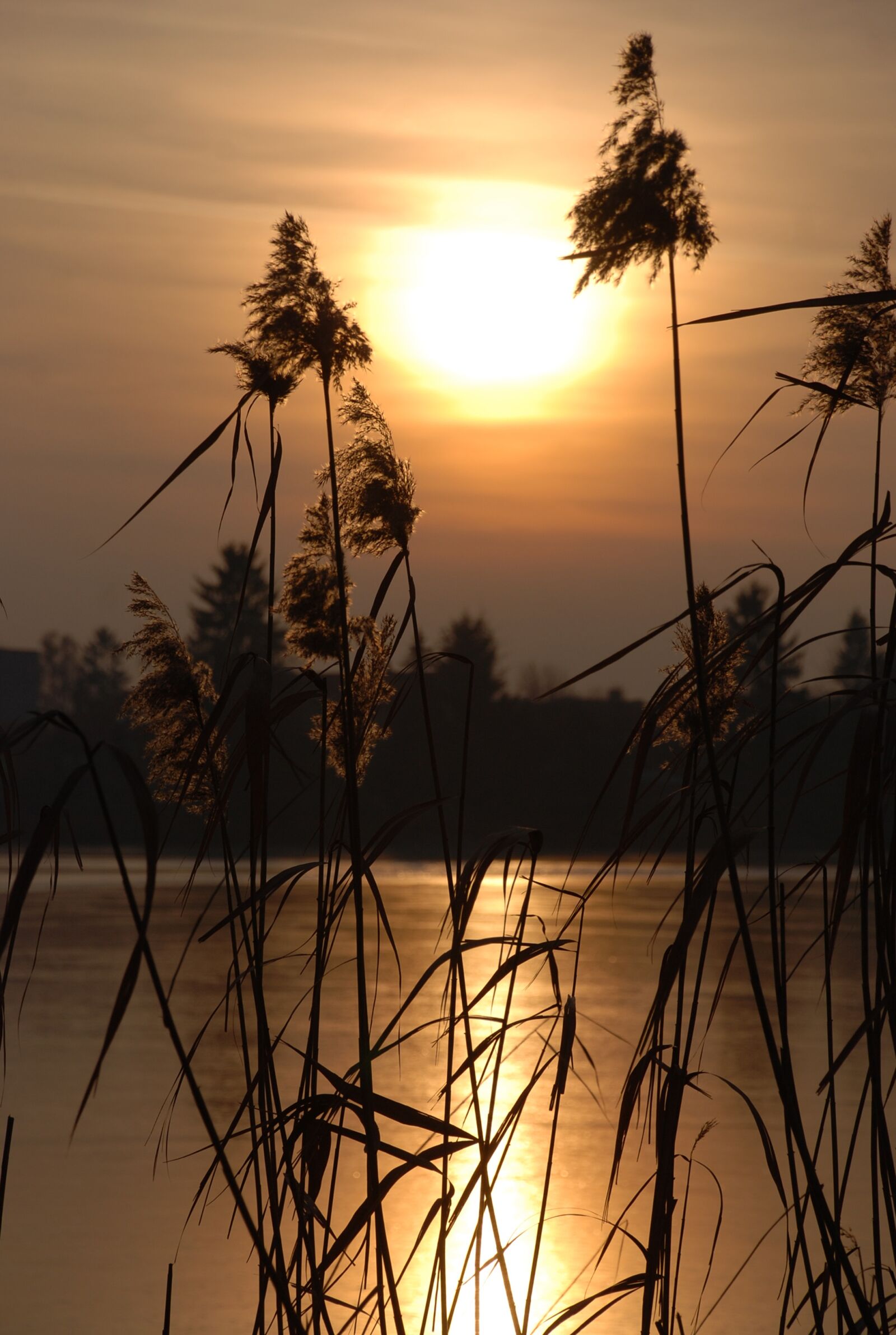 Nikon D80 sample photo. Sunset, nature, light photography