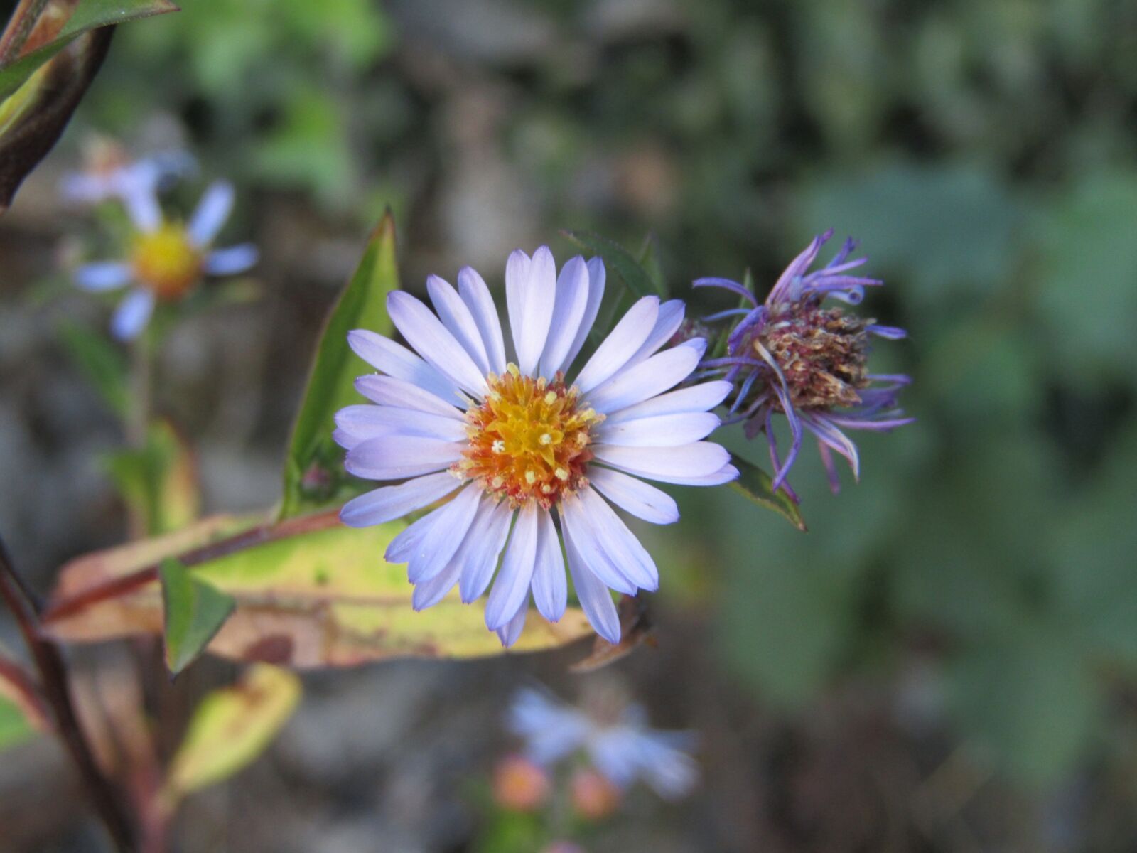 Canon PowerShot SX410 IS sample photo. Wild flower, violet, clear photography