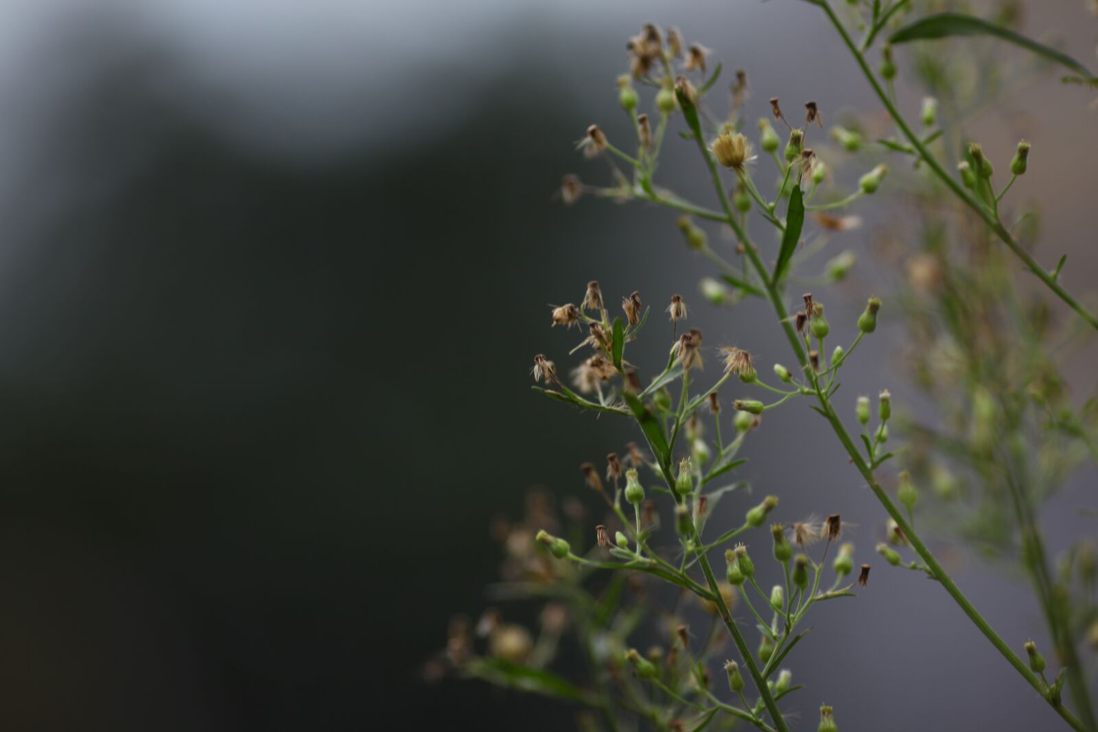 Canon EOS 5D Mark II sample photo. Backgrounds, nature, flowers photography