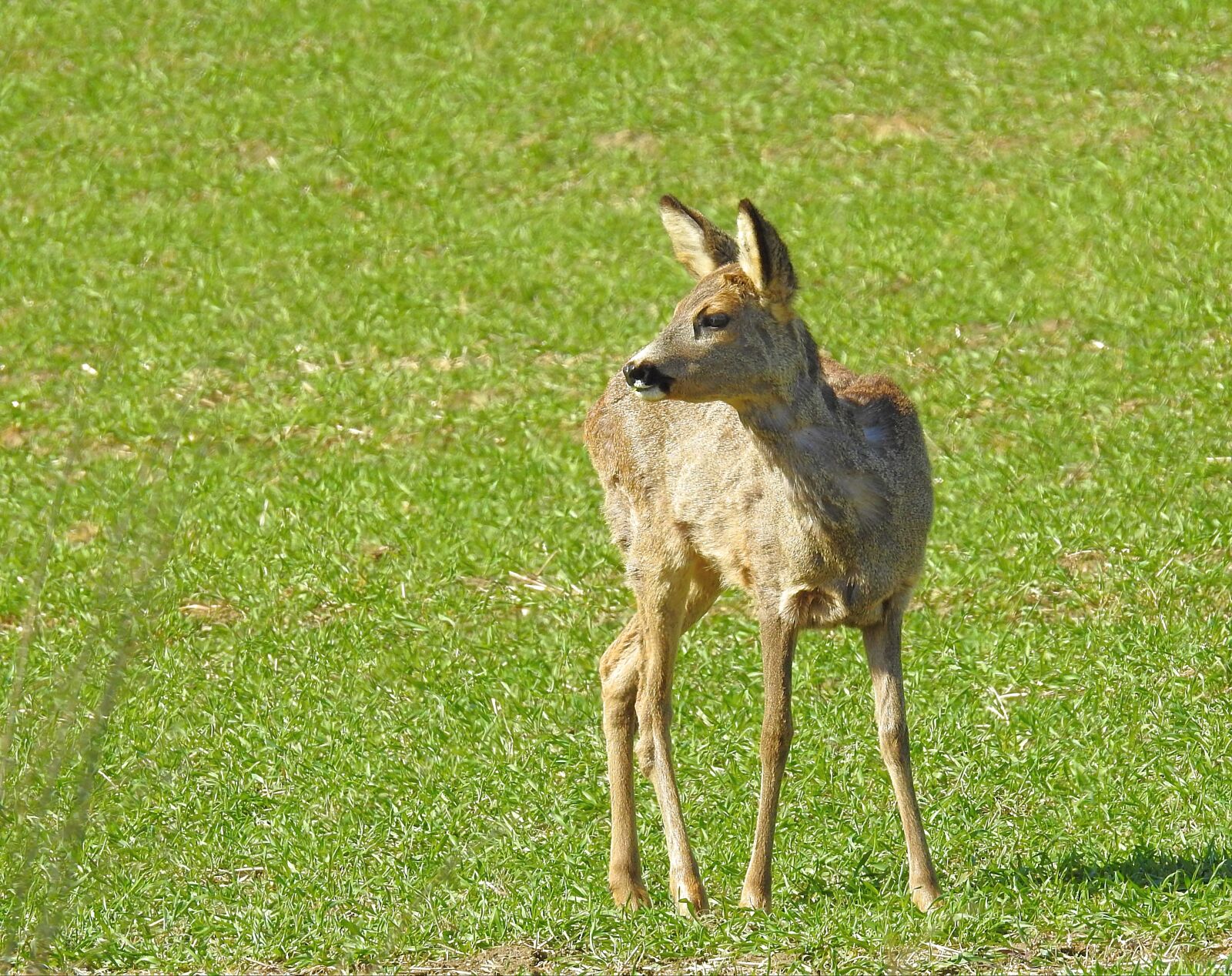 Nikon Coolpix P900 sample photo. Animals, nature, field photography
